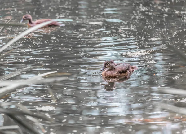 Un pato nadando —  Fotos de Stock