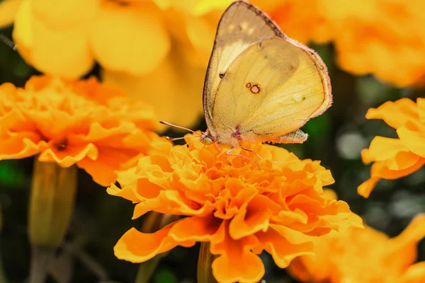 Uma bela borboleta em uma flor . — Fotografia de Stock