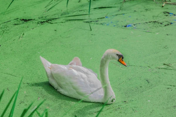 Cisnes blancos magníficos en un lago . —  Fotos de Stock