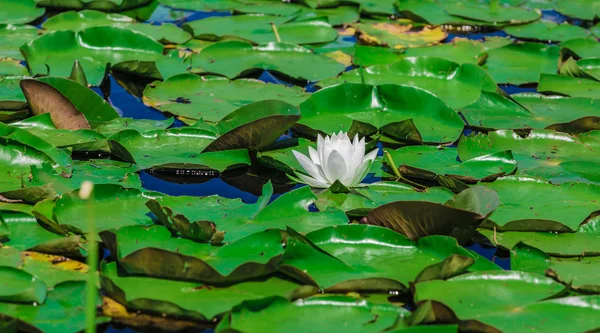 Eine Menge Lilienkissen auf einem See. — Stockfoto