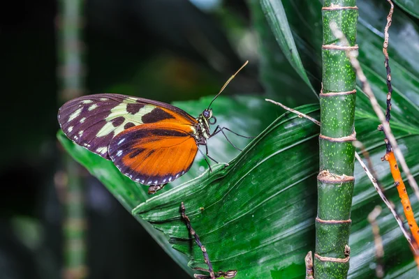 Uma bela borboleta em uma flor . Fotografias De Stock Royalty-Free