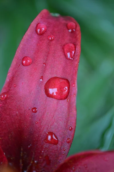 Water drop — Stock Photo, Image