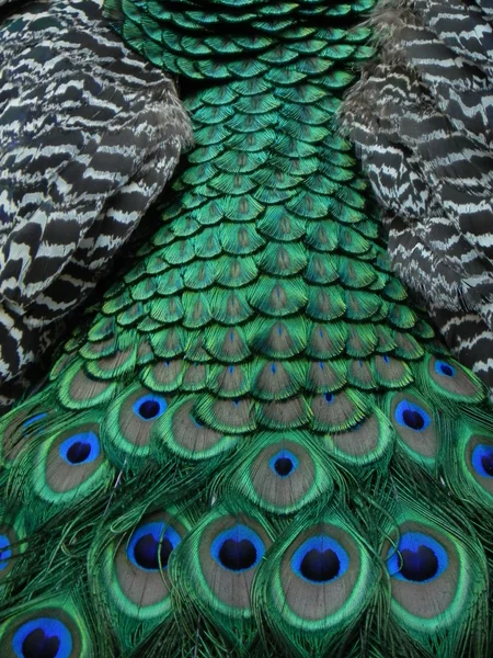 Cauda de pavão . — Fotografia de Stock