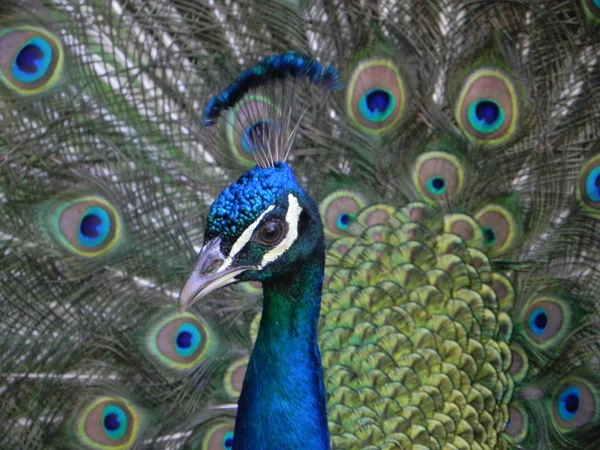 Pavão aberto . — Fotografia de Stock