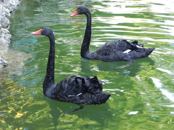Cisnes negros . — Foto de Stock
