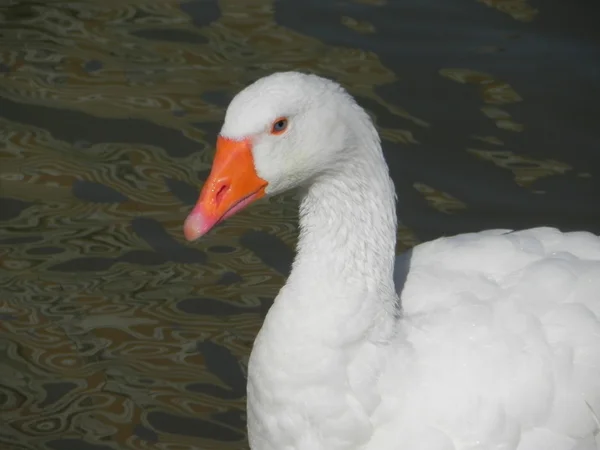 Anatra bianca . — Foto Stock