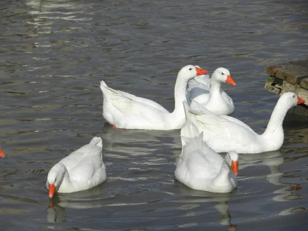 Patos blancos . — Foto de Stock