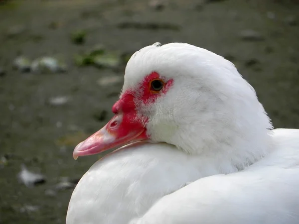 White duck. — Stock Photo, Image