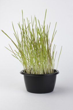 bir tencereye çimen