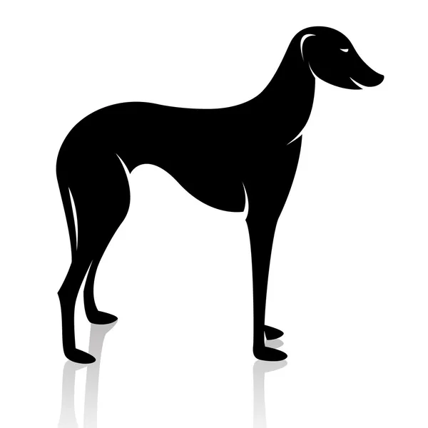 Vektorbild av en hund (azawakh) — Stock vektor