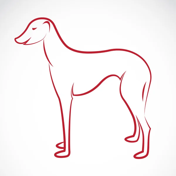 Imagen vectorial de un perro (azawakh ) — Vector de stock