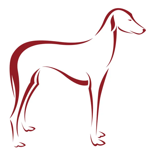 犬 (azawakh のベクトル画像) — ストックベクタ
