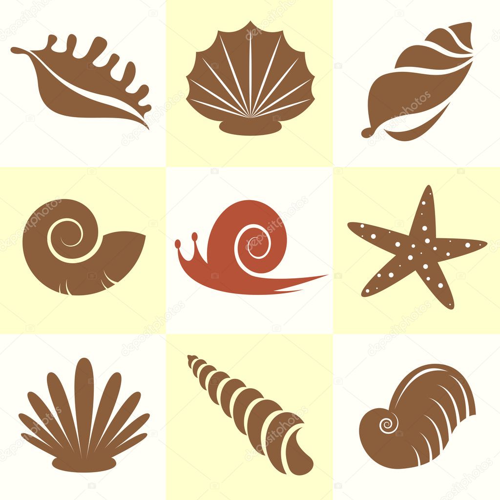 Shells and snail