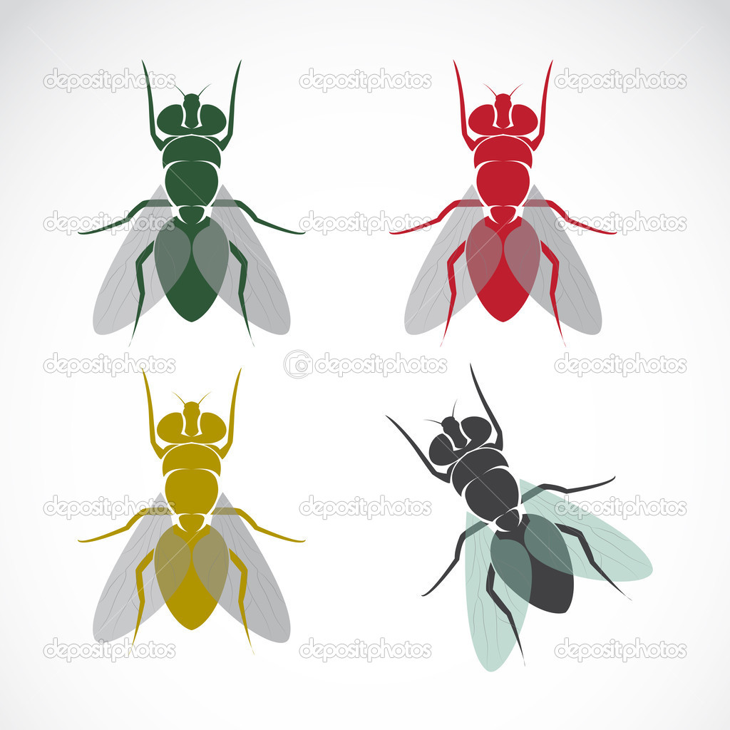Vector image of an fly