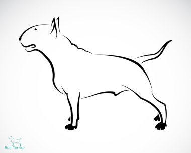 vektör görüntü bir bull Terrier