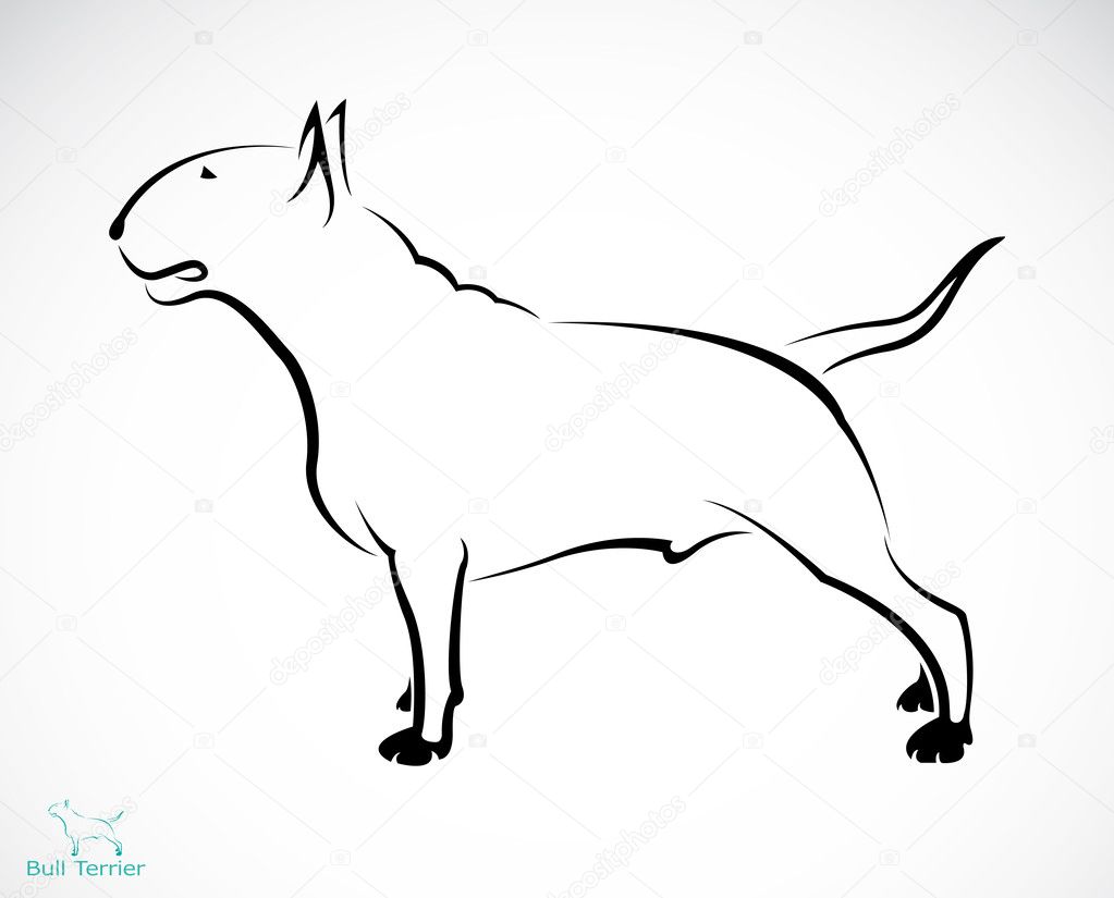 Vector image of an bull terrier