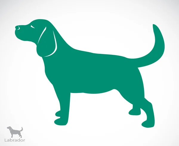Bir köpek labrador vektör görüntü — Stok Vektör
