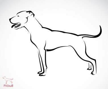 vektör görüntü bir pitbull köpek