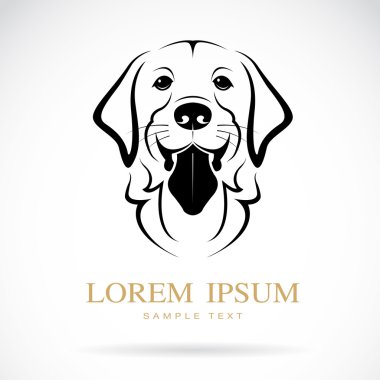 köpek (golden retriever)