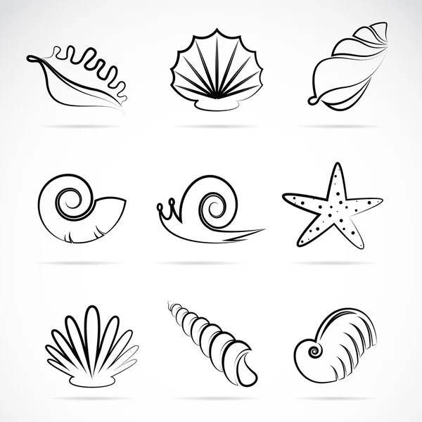 Vector collection of sea shells and snail — Stock Vector