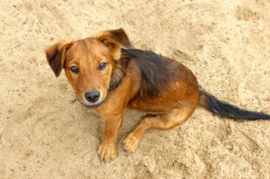 güzel köpek portre resmini