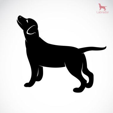 bir köpek labrador vektör görüntü