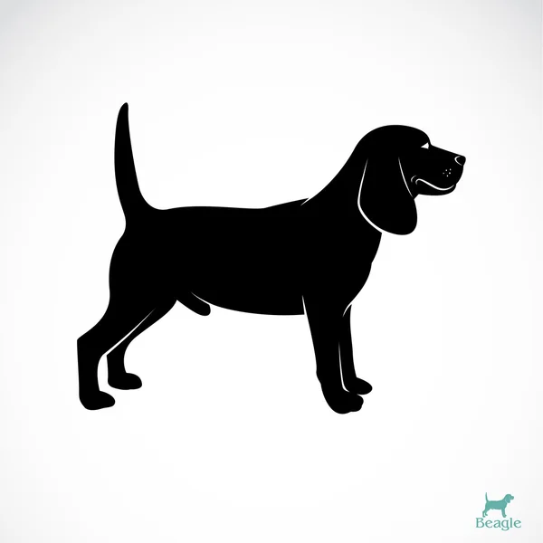 Imagen vectorial de un perrito beagle — Archivo Imágenes Vectoriales