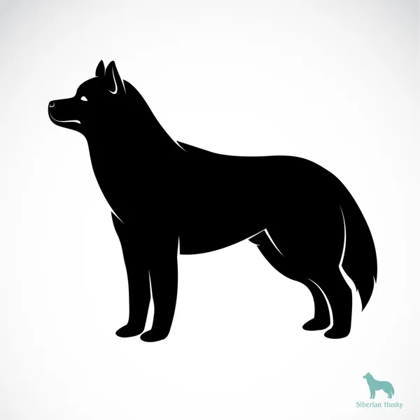 Immagine vettoriale di un cane siberiano husky — Vettoriale Stock