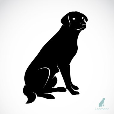 bir köpek labrador vektör görüntü
