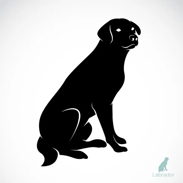 Imagen vectorial de un perro labrador — Vector de stock