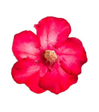 izole tek açelya çiçekleri