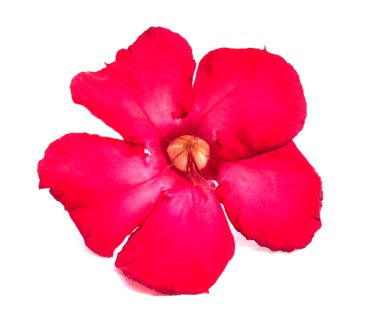 izole tek açelya çiçekleri