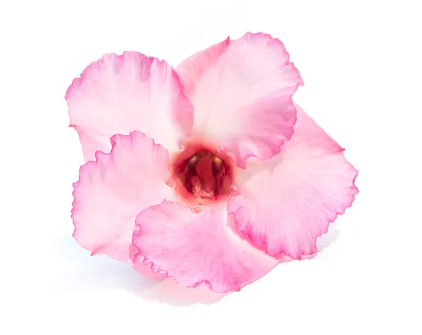 Één azalea bloemen geïsoleerd — Stockfoto