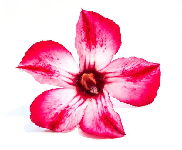 Één azalea bloemen geïsoleerd — Stockfoto