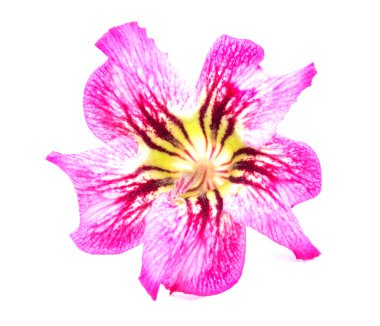 izole tek açelya çiçekleri