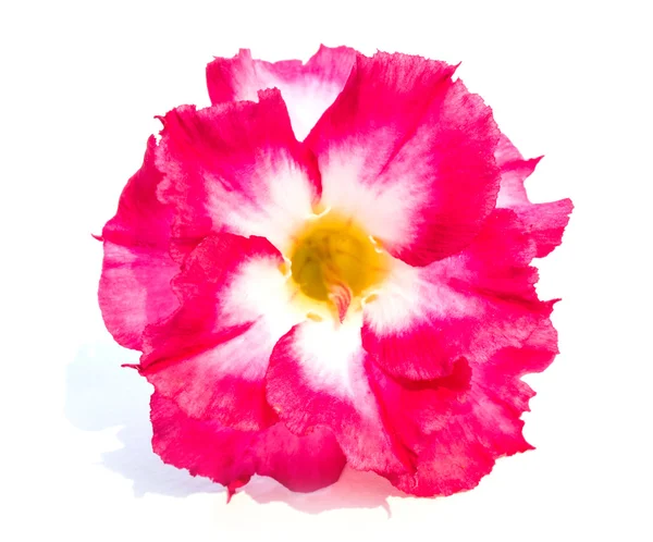 Één azalea bloemen geïsoleerd — Stockfoto