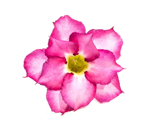 Één azalea bloemen geïsoleerd — Stockfoto