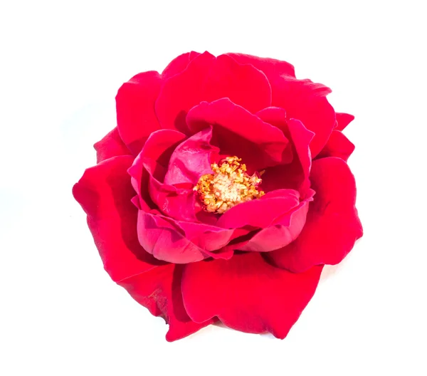 Singoli fiori di rosa isolati — Foto Stock