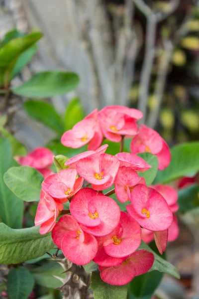 Pink euphorbia flowers — Stock Photo, Image