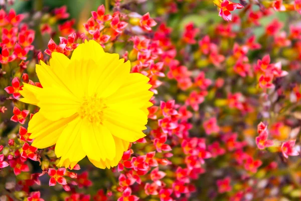 金黄色的花，红色的花被包围. — 图库照片