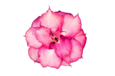 izole tek açelya çiçekleri 