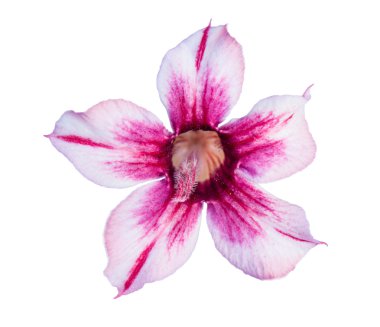 izole tek açelya çiçekleri 