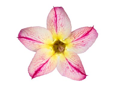 izole tek açelya çiçekleri 