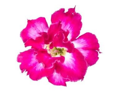 izole tek açelya çiçekleri 