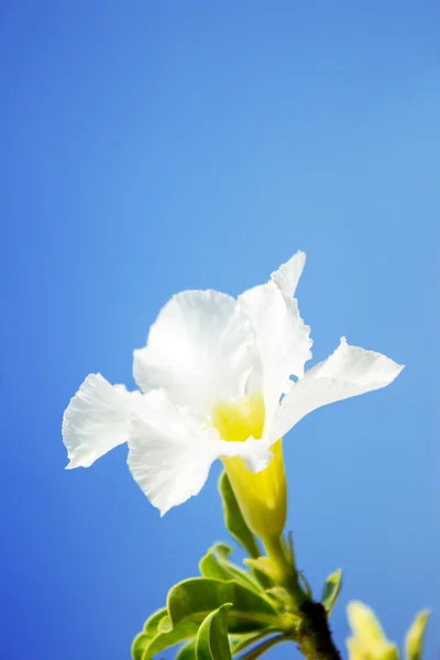 Valkoinen atsalea kukkia luoda kaunis — kuvapankkivalokuva