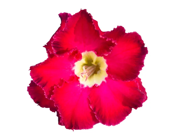 Één azalea bloemen geïsoleerd — Stockfoto