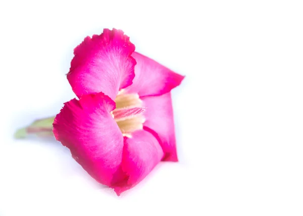 Singoli fiori di azalea isolati — Foto Stock