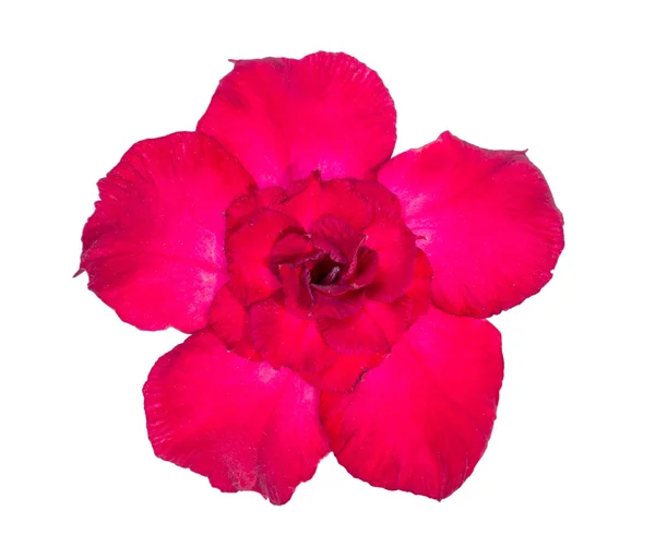 Single azalea flowers isolated — Stock Photo, Image