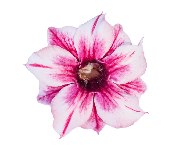 Één azalea bloemen geïsoleerd — Stockfoto