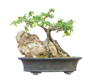 Beyaz arka plan üzerinde izole bir tencerede açelya bonsai ağacı.